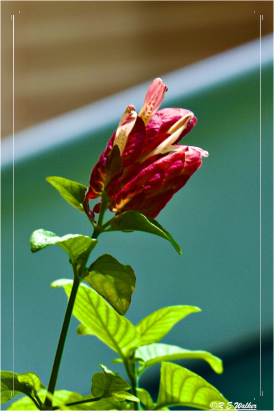 Main image Lilly of the Incas