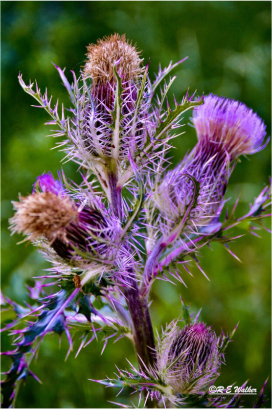Main image Thistle