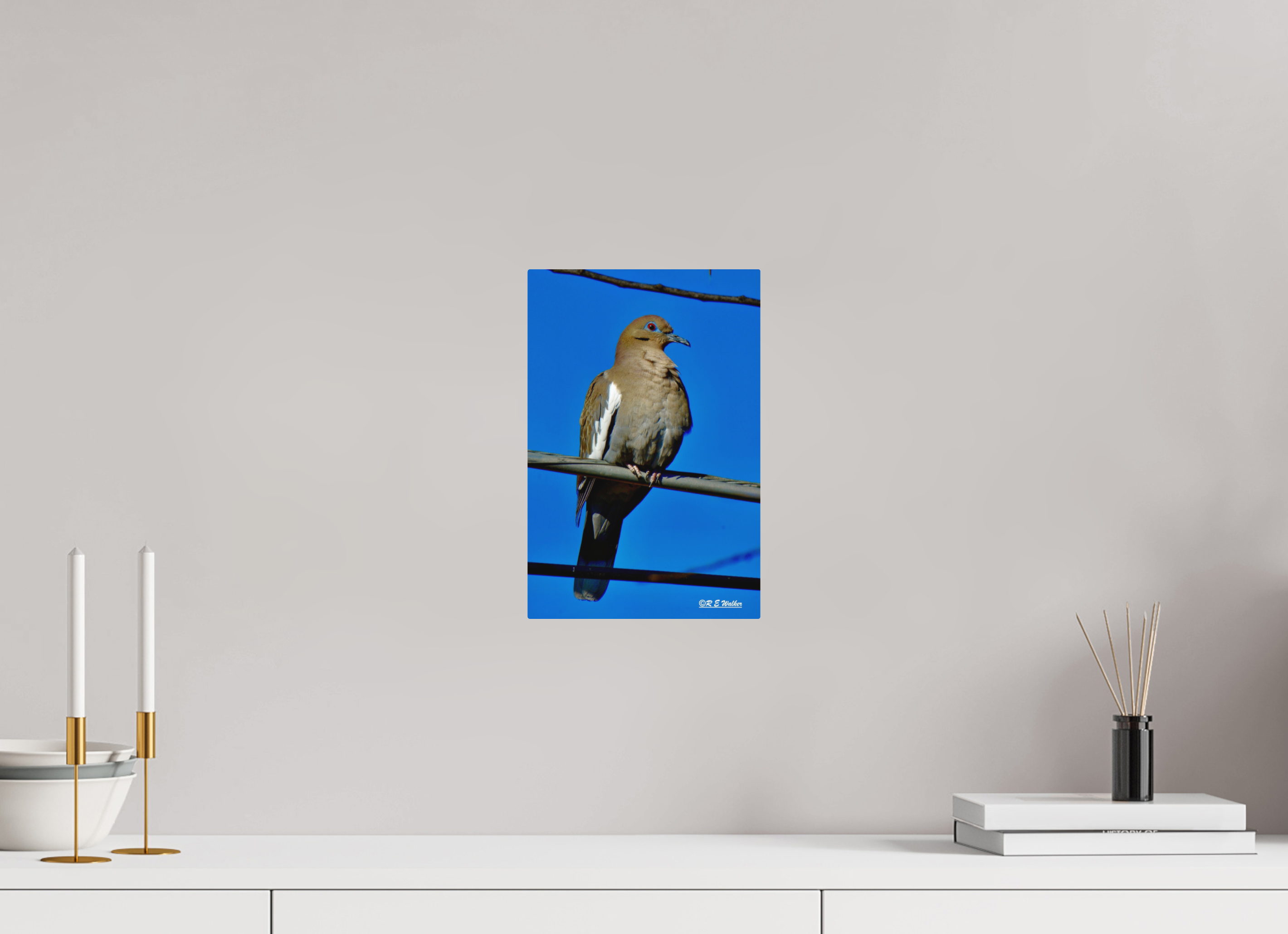 8 x 12″, Aluminum White-Winged Dove