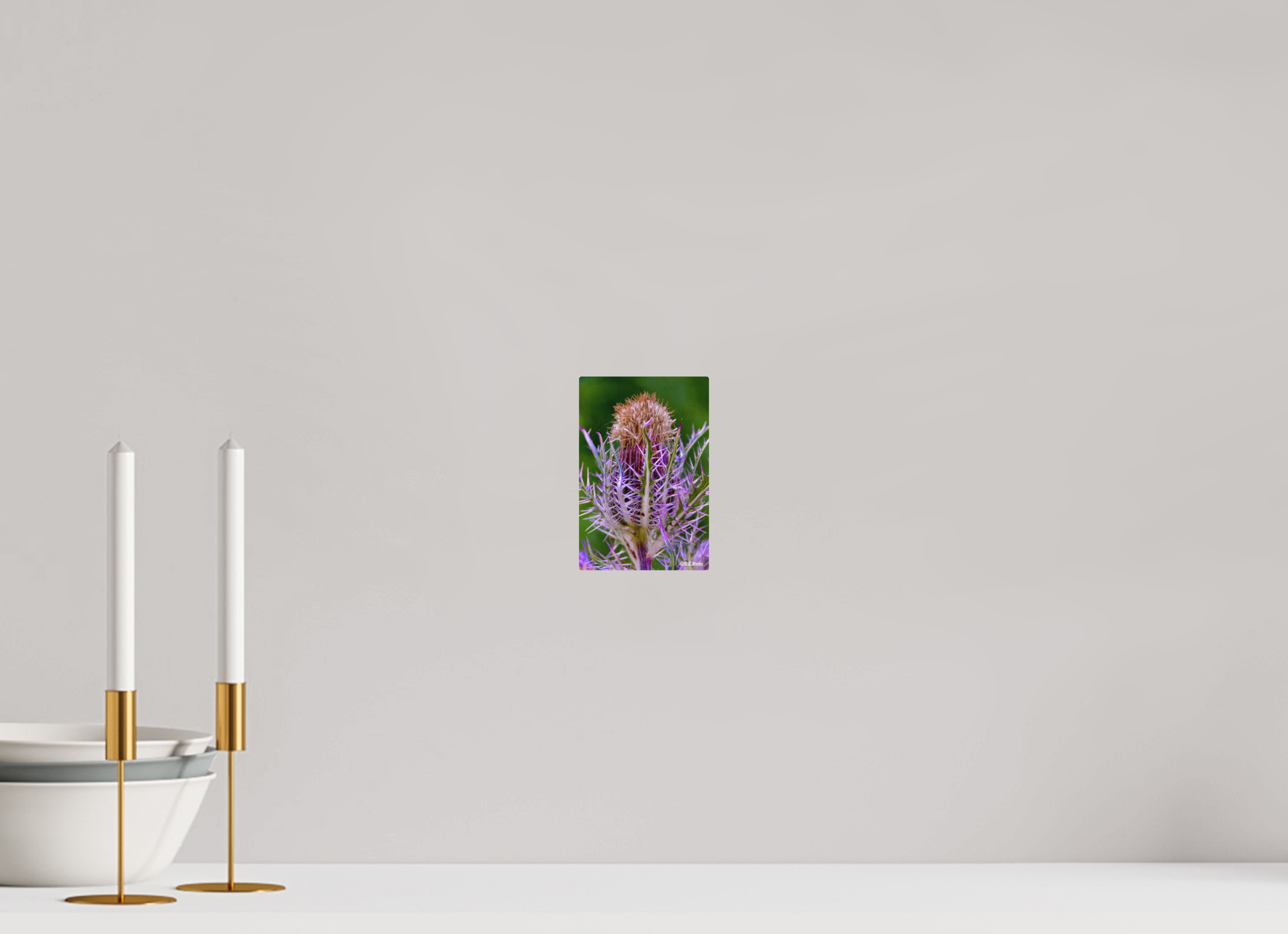 4 x 6″, Aluminum Close-up Thistle Flowerhead