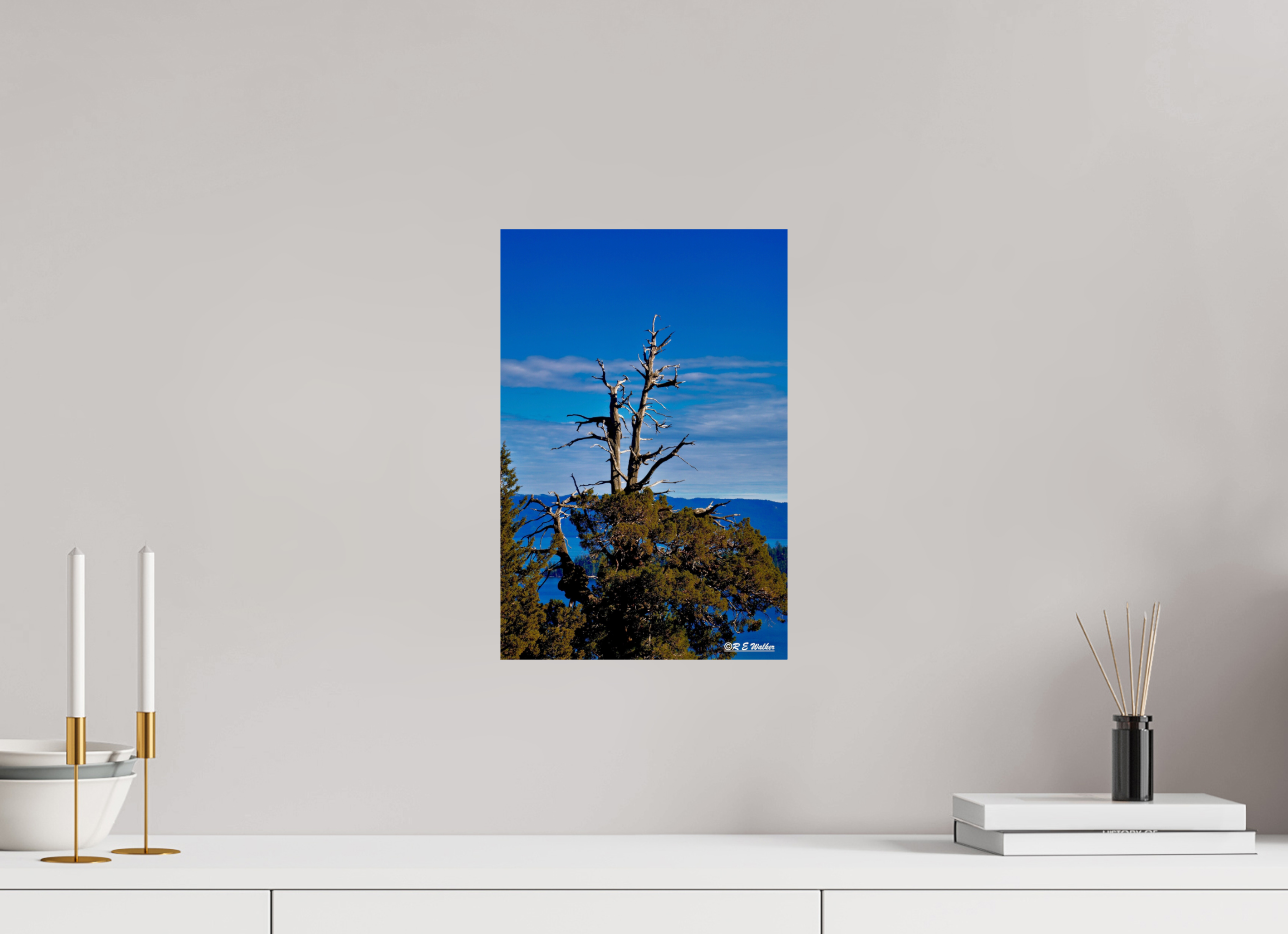 10 x 15″, Glossy Print without border Tree at Lake Tahoe