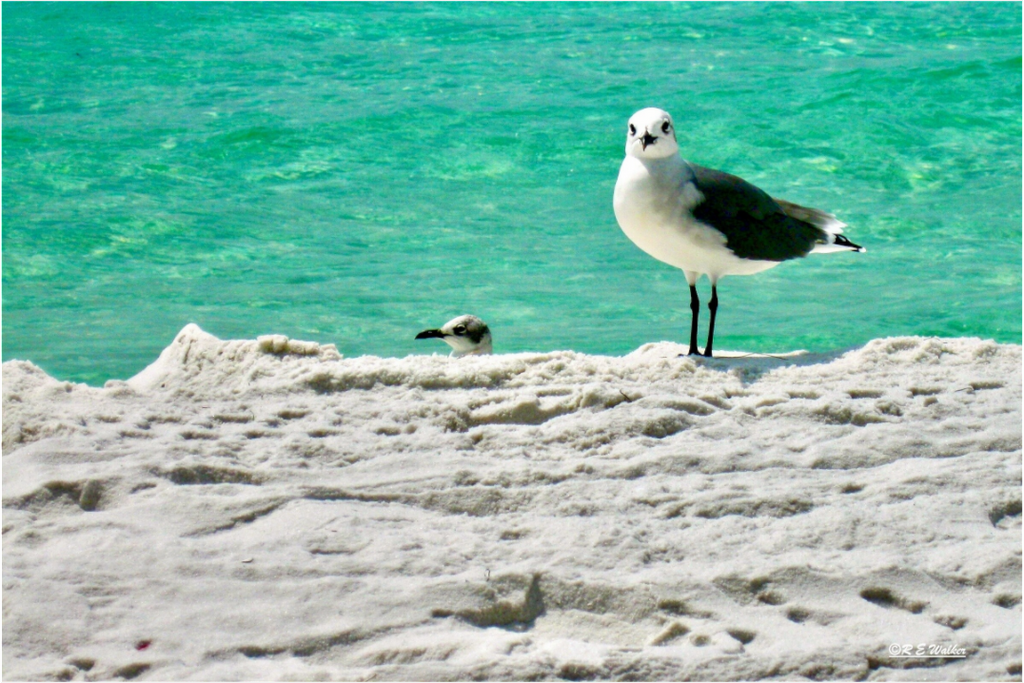 Main image Laughing Gull