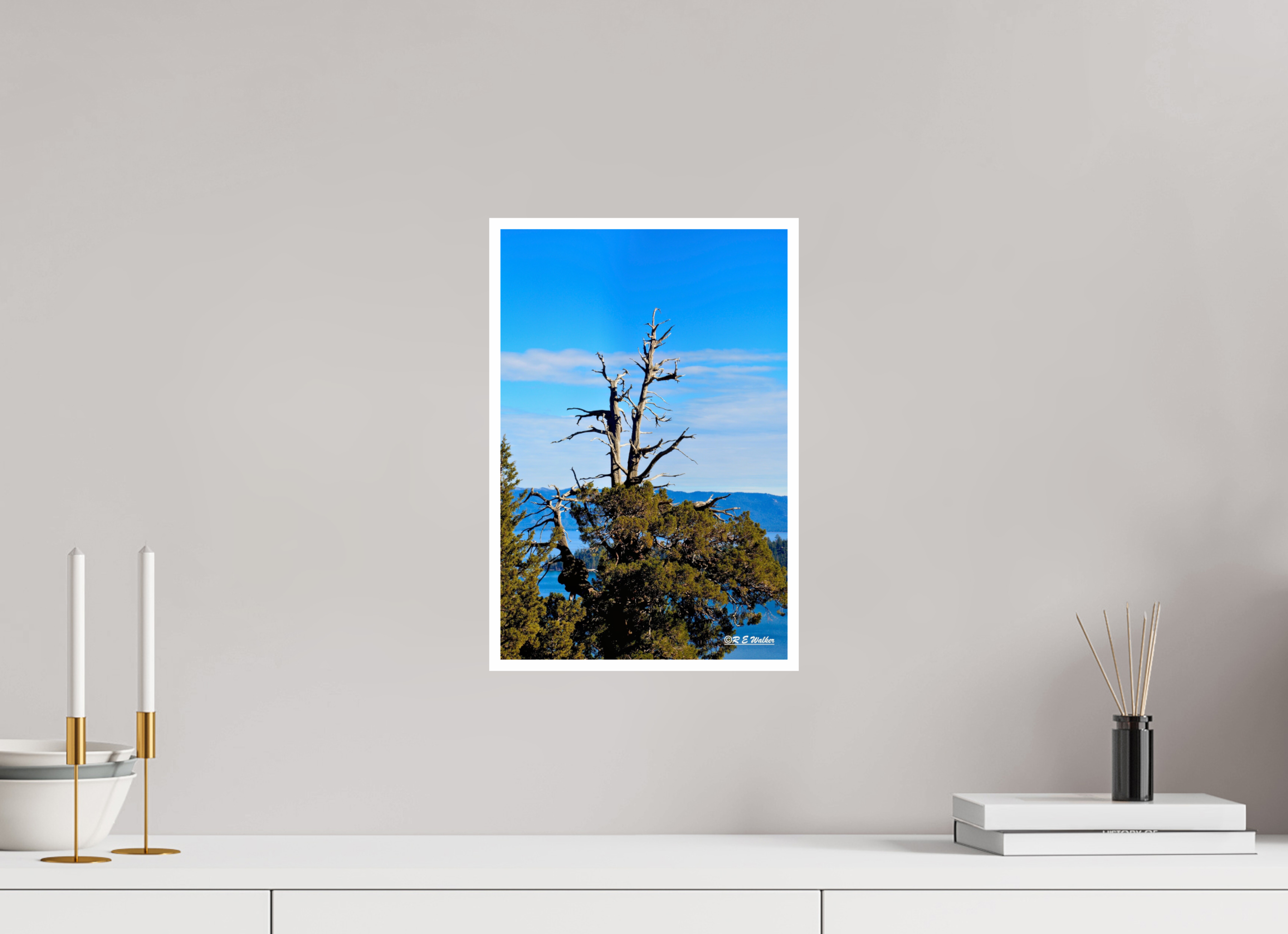 10 x 15″, Print with 0.4in white border Tree at Lake Tahoe