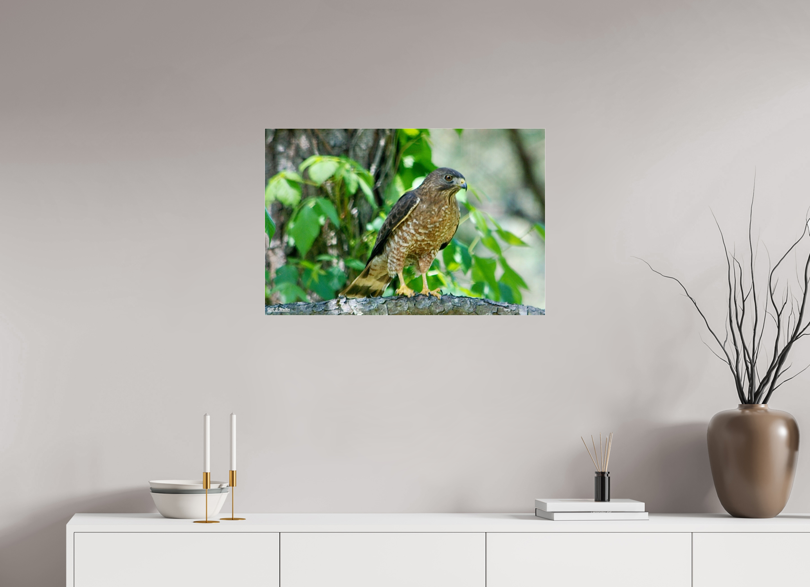 30 x 20″, acrylic-noframe-glossy Broadwing Hawk