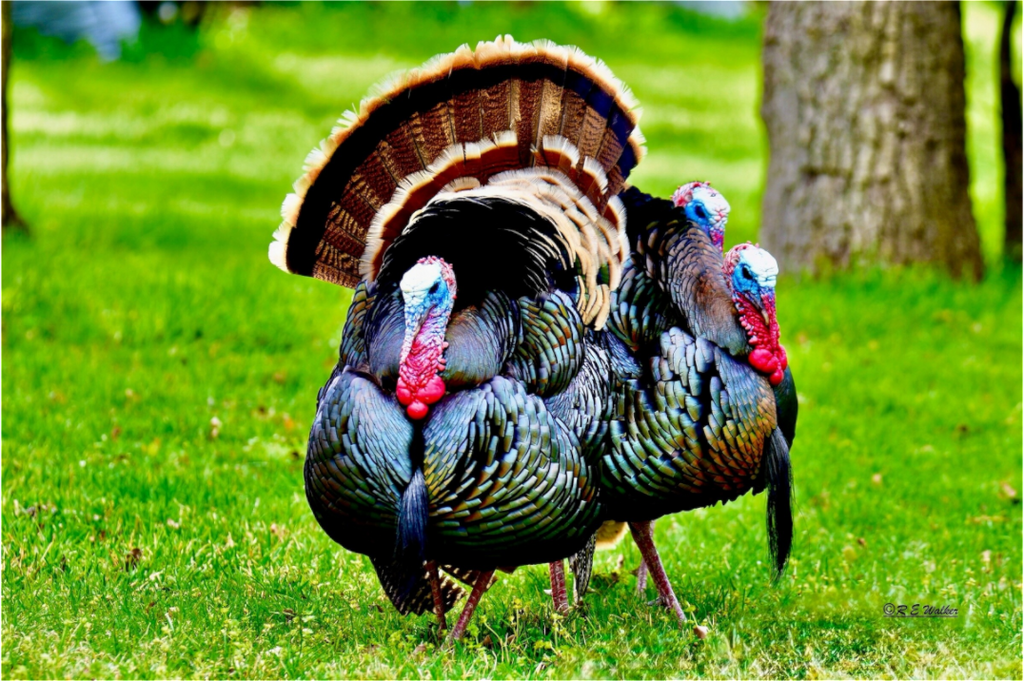 Main image 3 gang of Turkeys