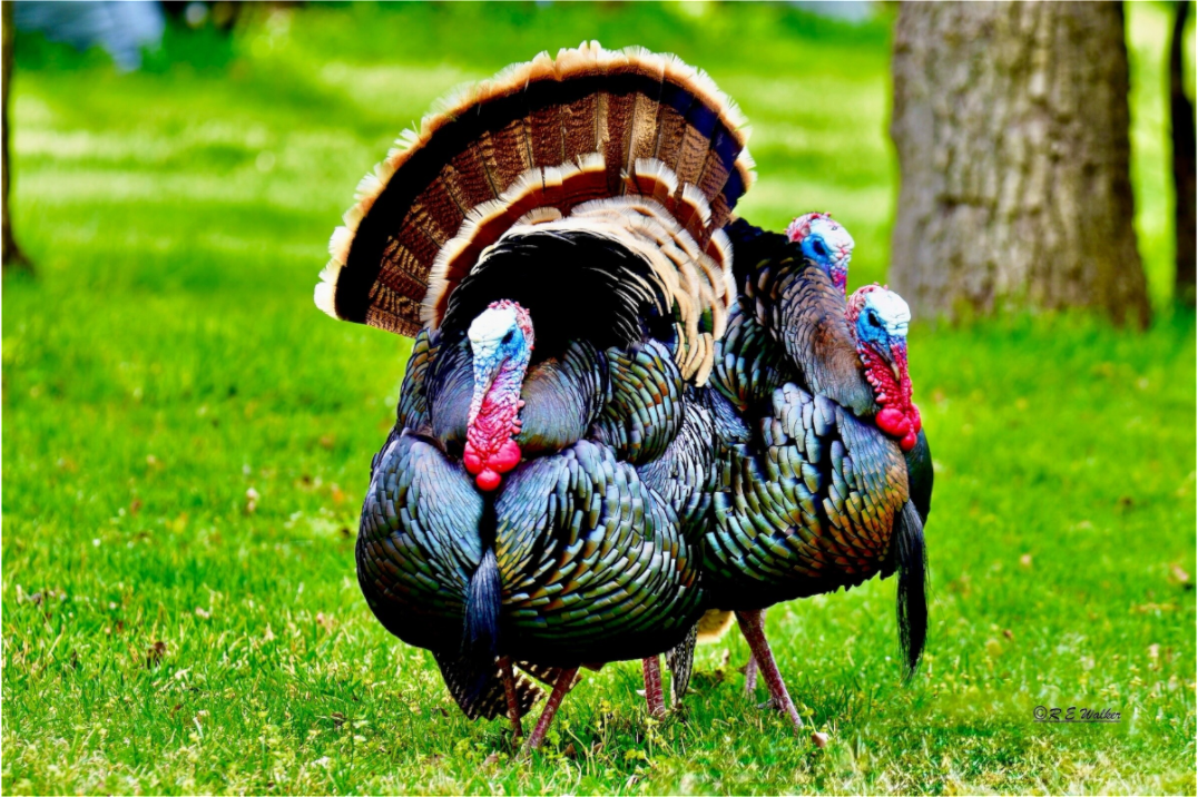 Main image 3 gang of Turkeys