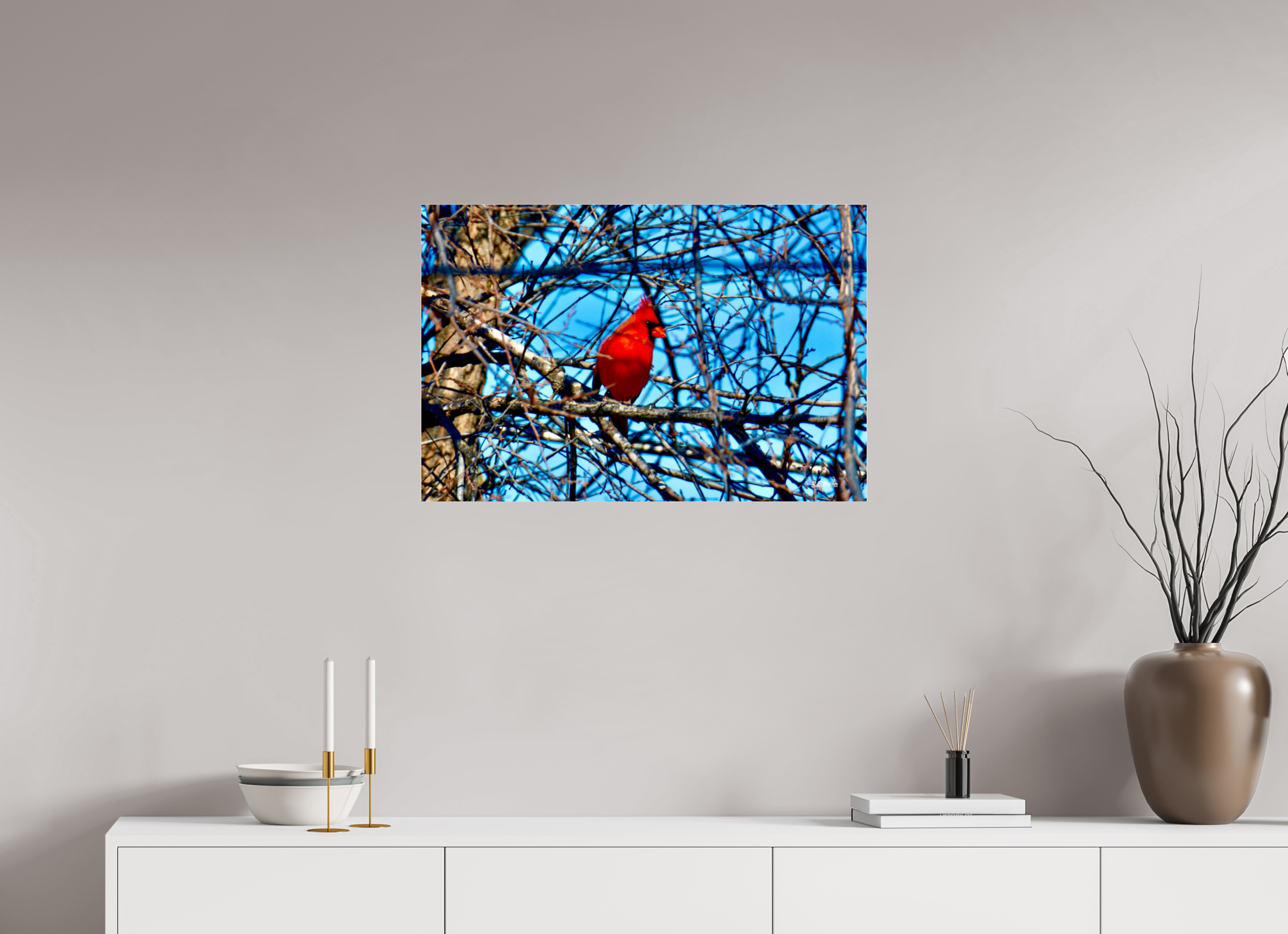 30 x 20″, acrylic-noframe-glossy Red Cardinal