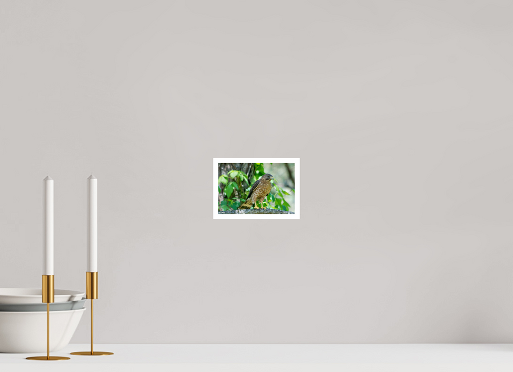 6 x 4″, Print with 0.4in white border Broadwing Hawk