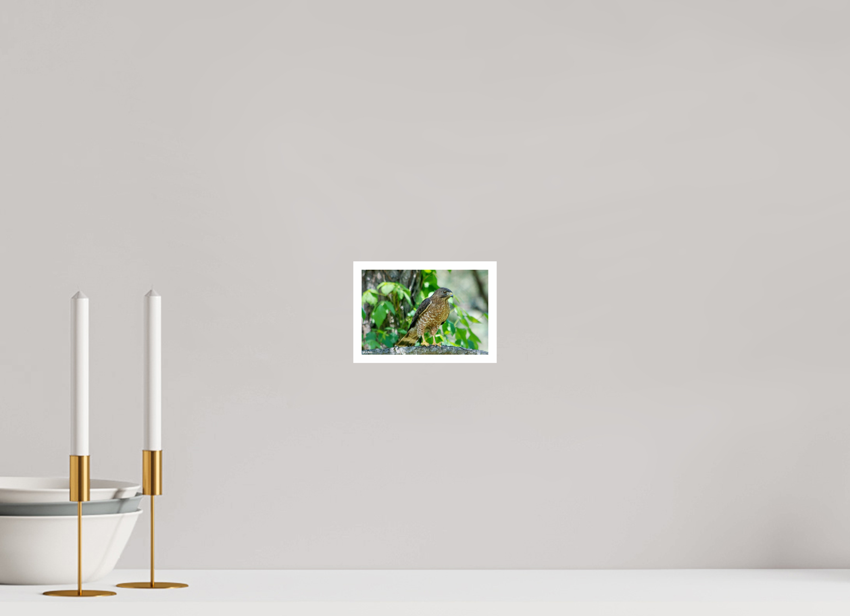 6 x 4″, Print with 0.4in white border Broadwing Hawk