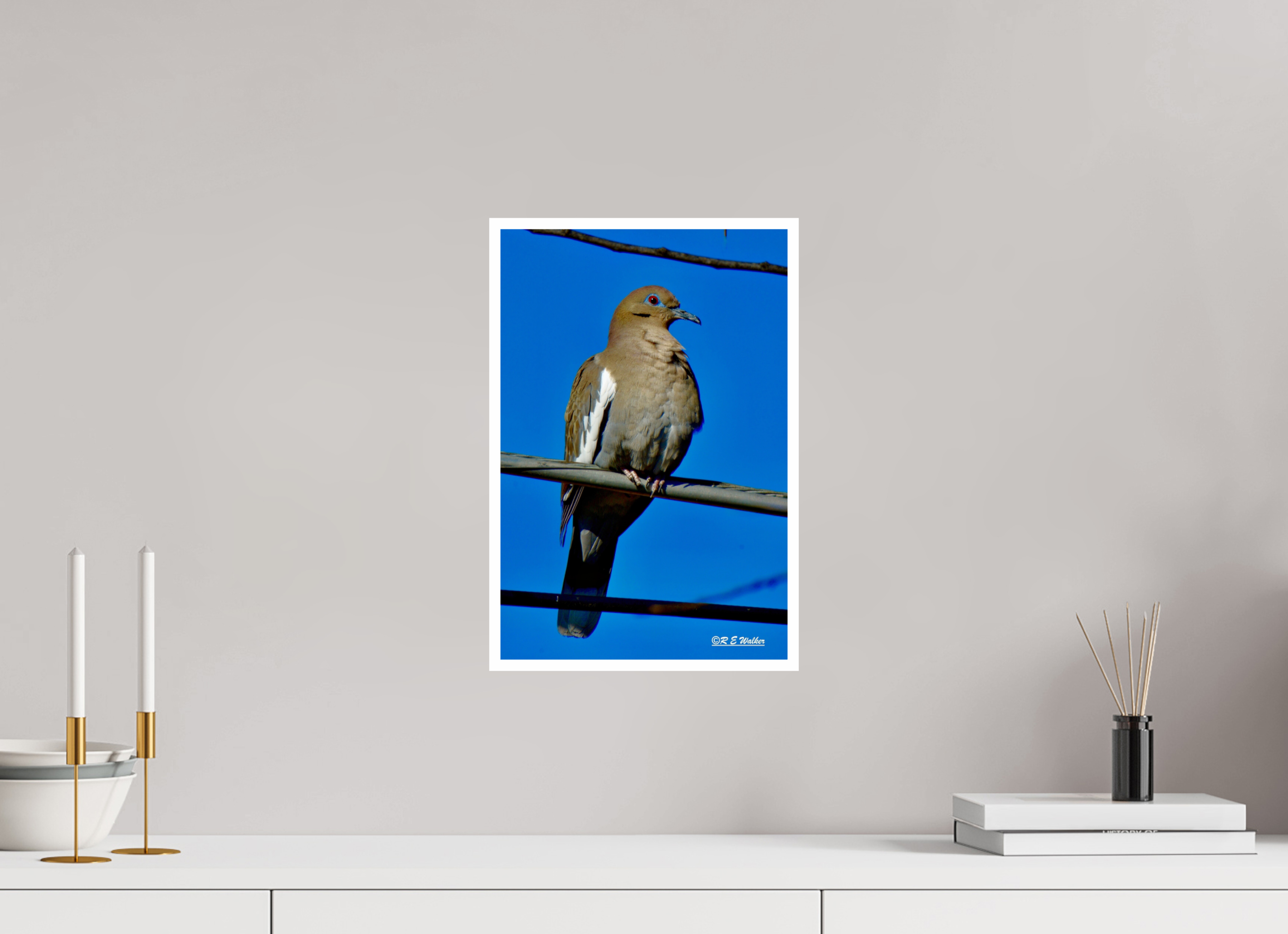 10 x 15″, Print with 0.4in white border White-Winged Dove