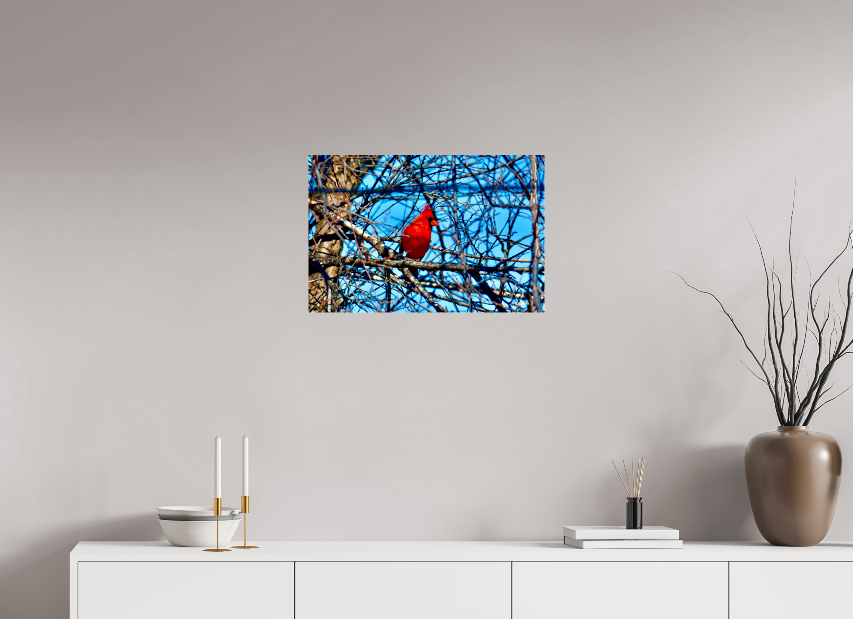 24 x 16″, acrylic-noframe-glossy Red Cardinal