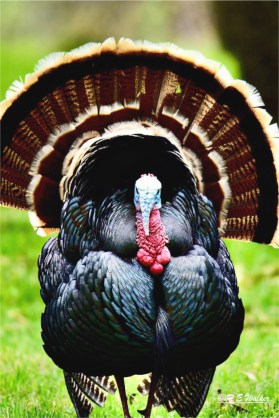 Main image Turkey Headon