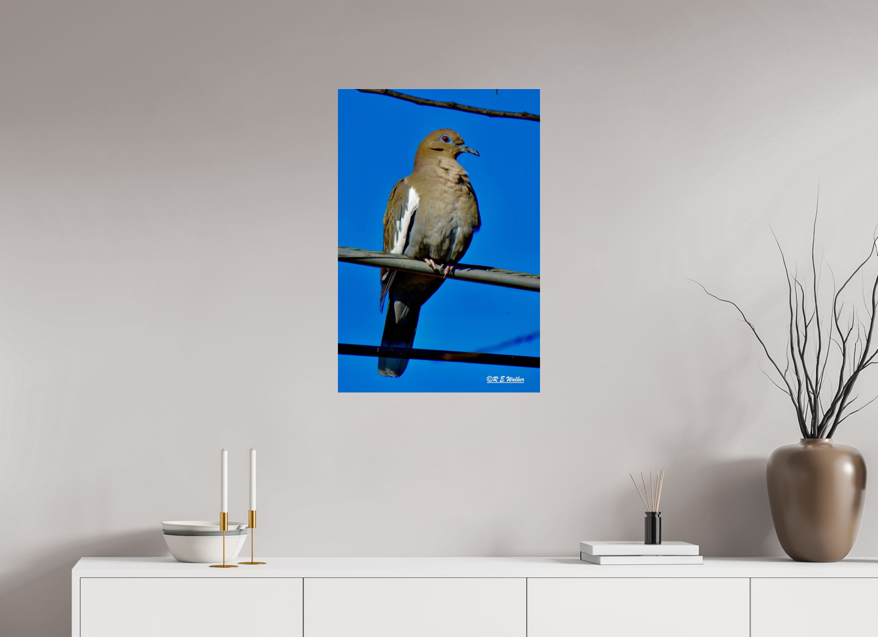20 x 30″, acrylic-noframe-glossy White-Winged Dove Staring at you