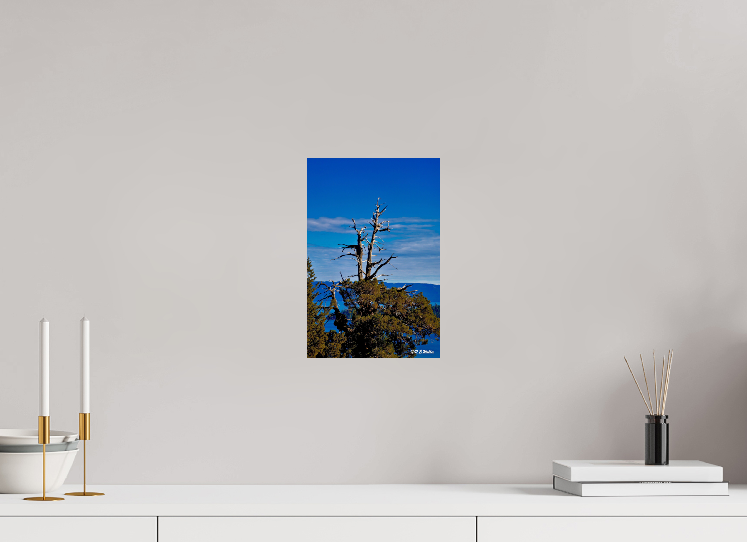 8 x 12″, Glossy Print without border Tree at Lake Tahoe