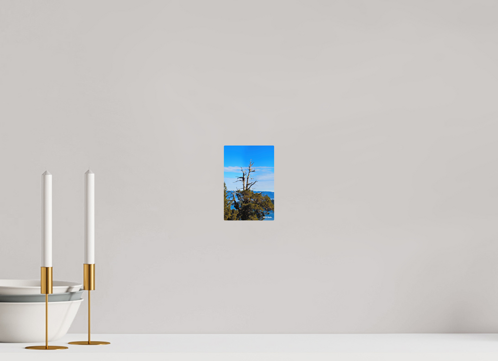 4 x 6″, Aluminum Tree at Lake Tahoe
