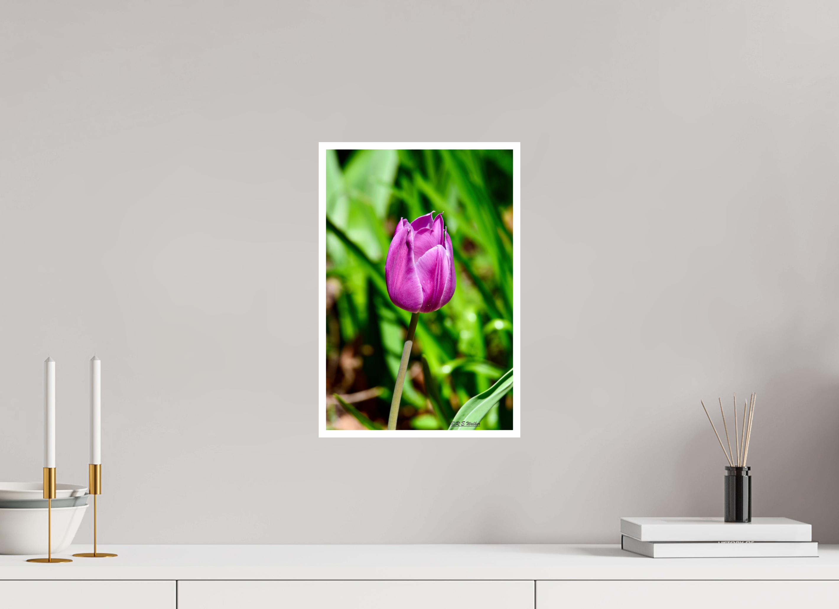 10 x 15″, Print with 0.4in white border Tulip in Weatherford, Tx