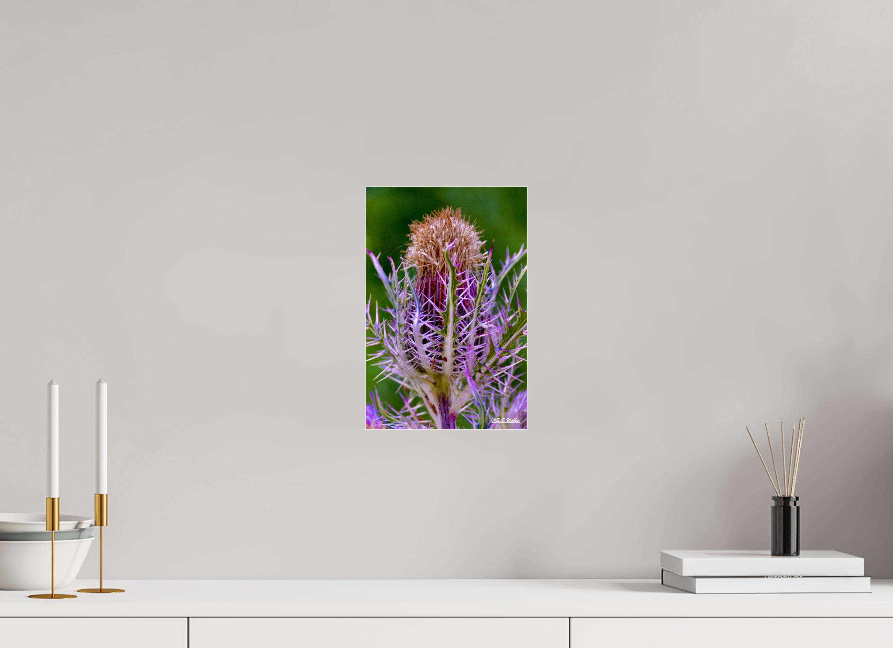 8 x 12″, acrylic-noframe-glossy Close-up Thistle Flowerhead