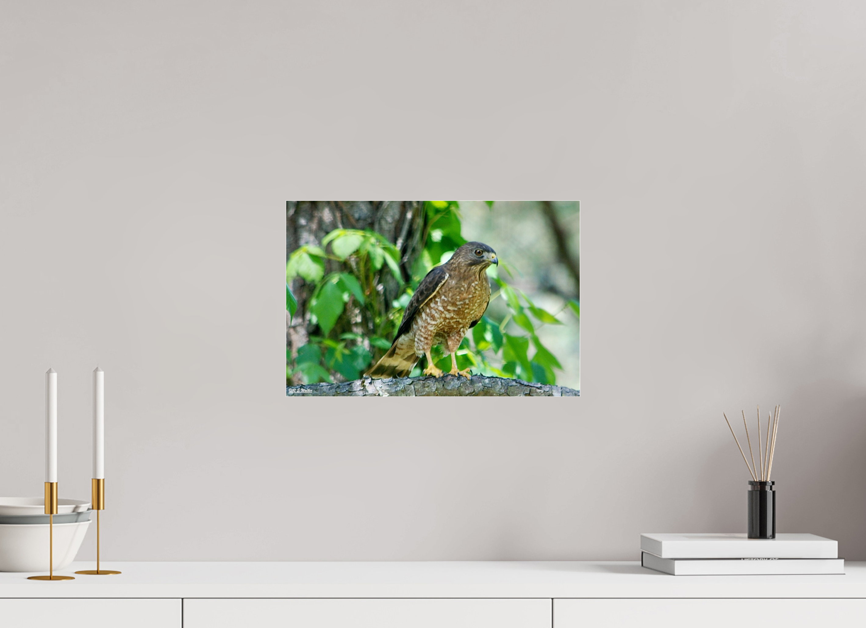 15 x 10″, acrylic-noframe-glossy Broadwing Hawk