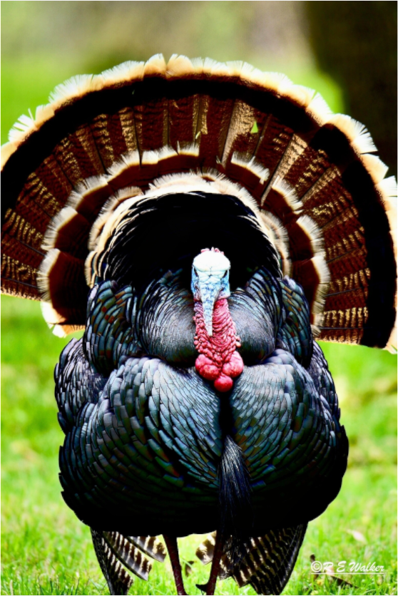 Main image Turkey Headon