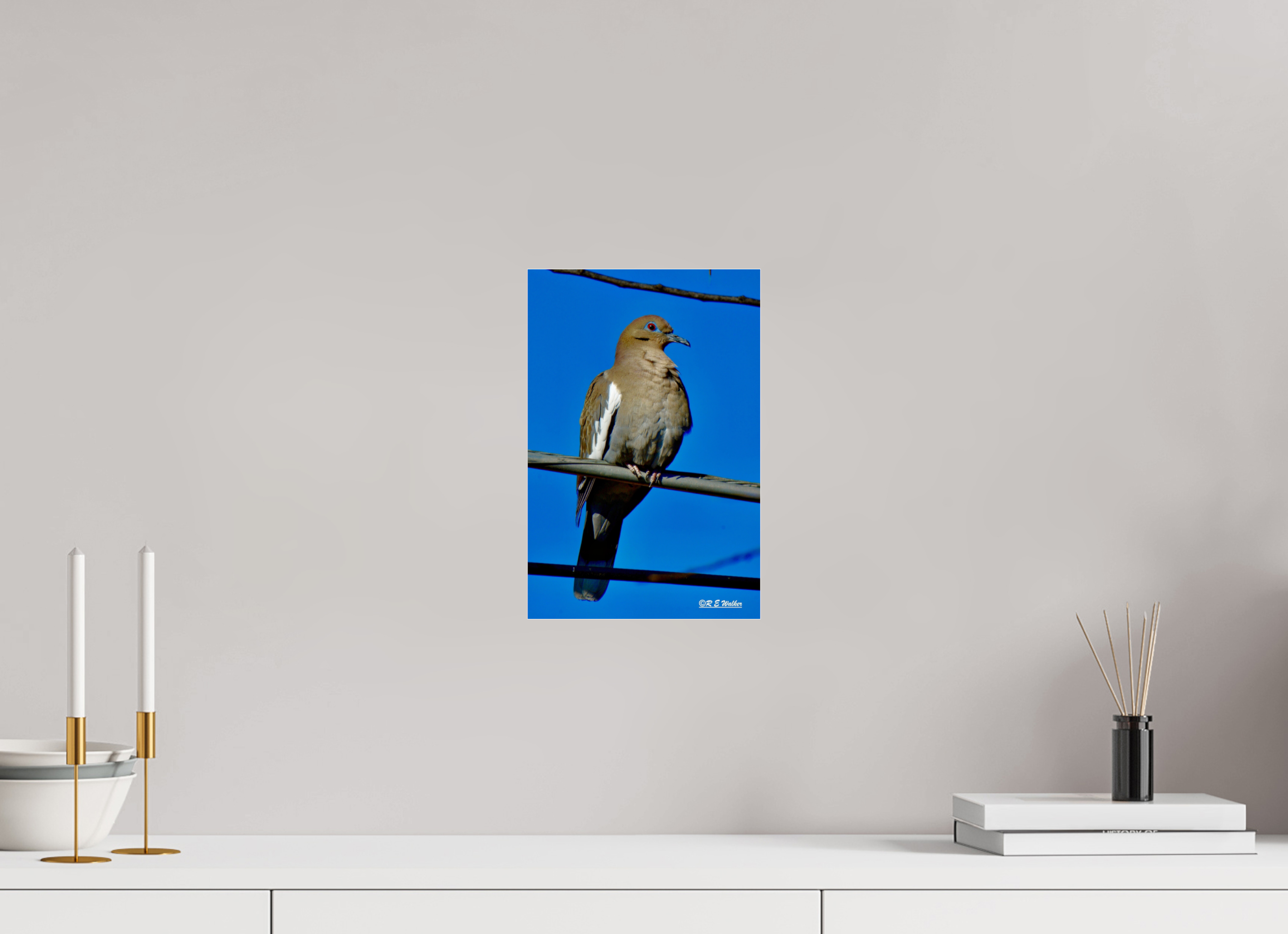 8 x 12″, acrylic-noframe-glossy White-Winged Dove