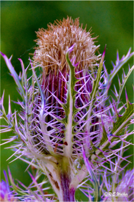 Main image Close-up Thistle Flowerhead