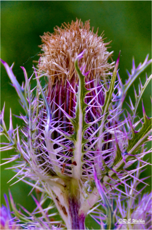 Main image Close-up Thistle Flowerhead