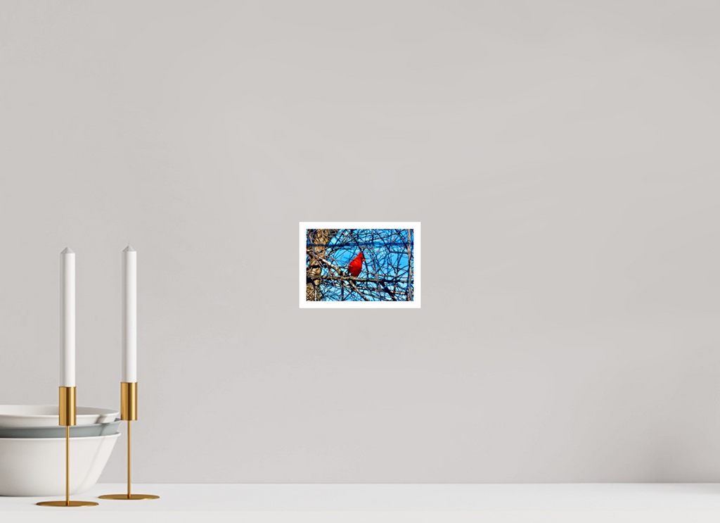 6 x 4″, Print with 0.4in white border Red Cardinal