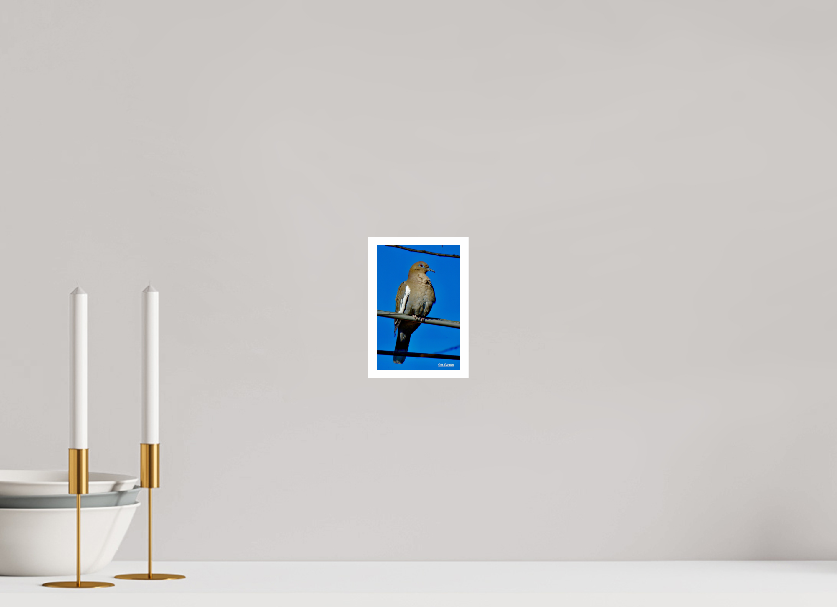 4 x 6″, Print with 0.4in white border White-Winged Dove
