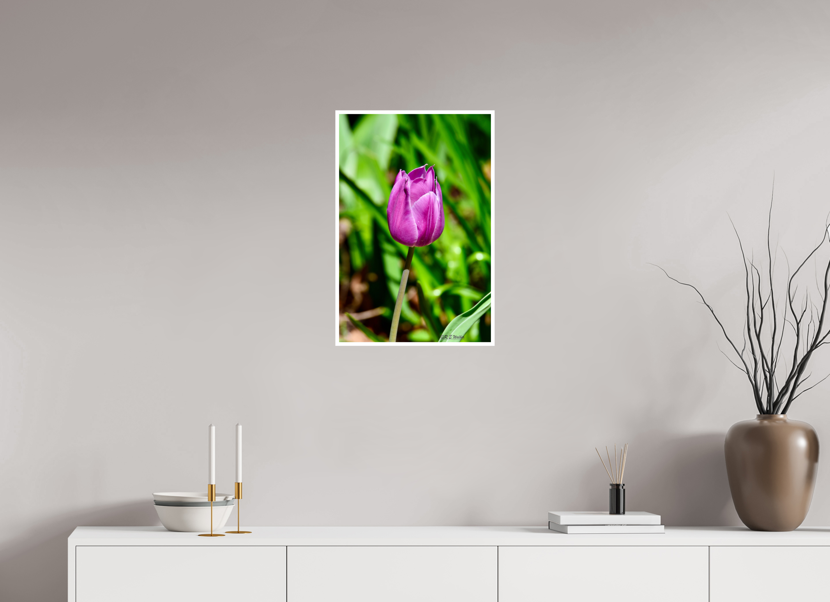 16 x 24″, Print with 0.4in white border Tulip in Weatherford, Tx