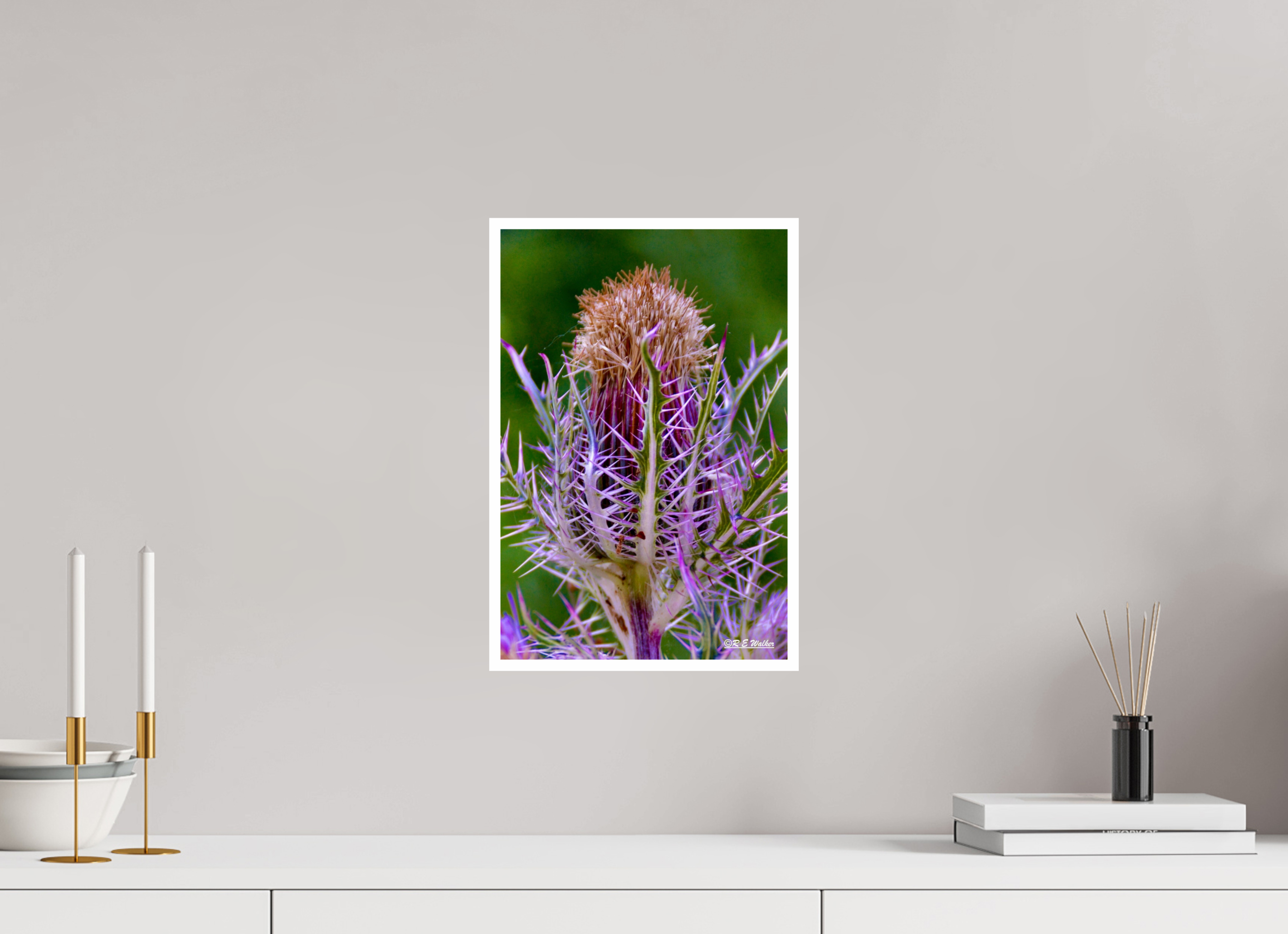 10 x 15″, Print with 0.4in white border Close-up Thistle Flowerhead