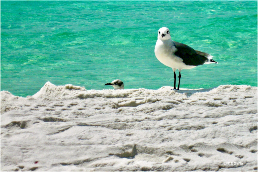 Main image Laughing Gull