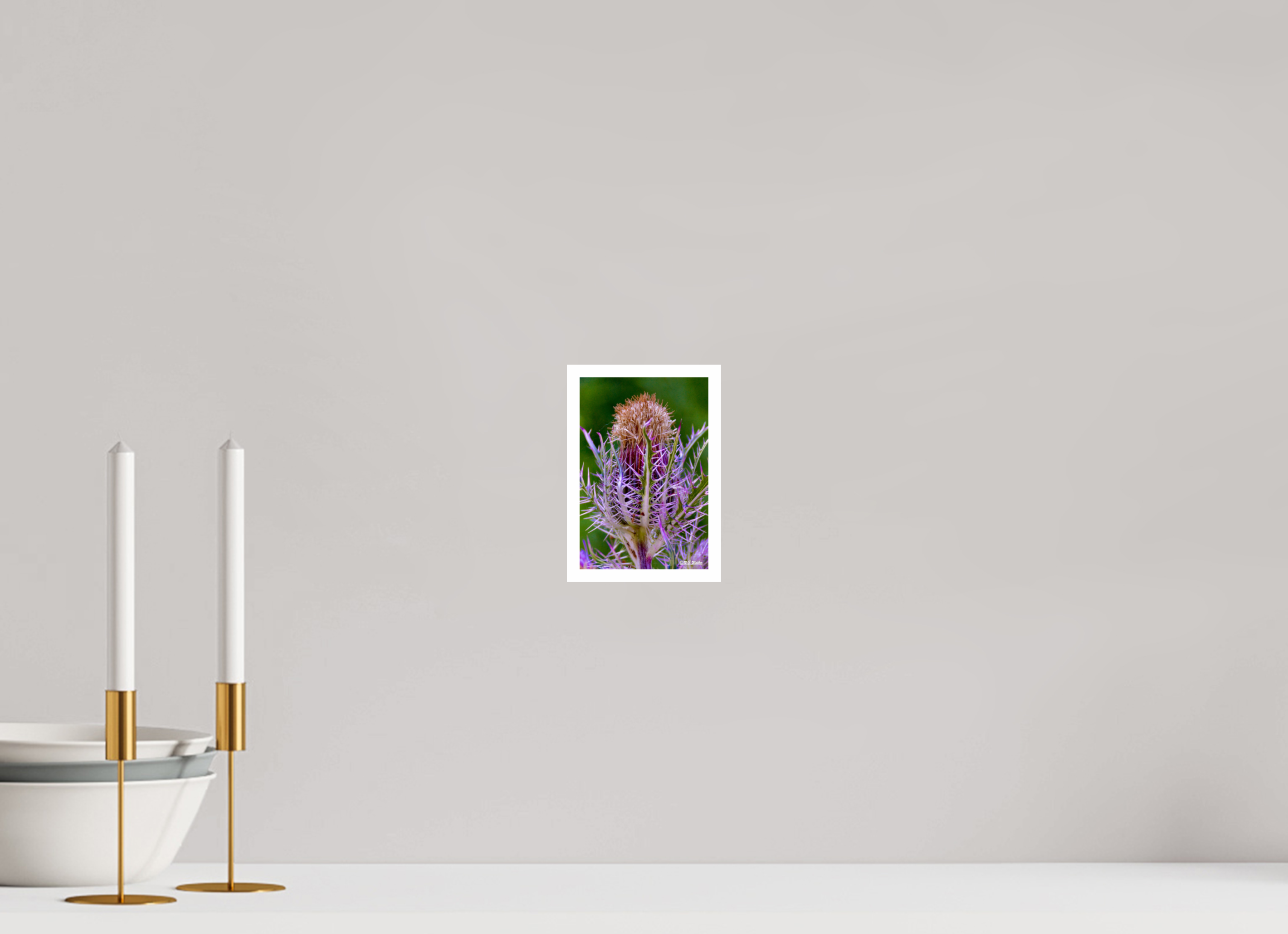 4 x 6″, Print with 0.4in white border Close-up Thistle Flowerhead