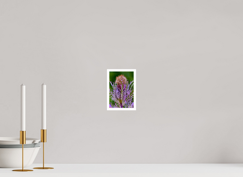 4 x 6″, Print with 0.4in white border Close-up Thistle Flowerhead