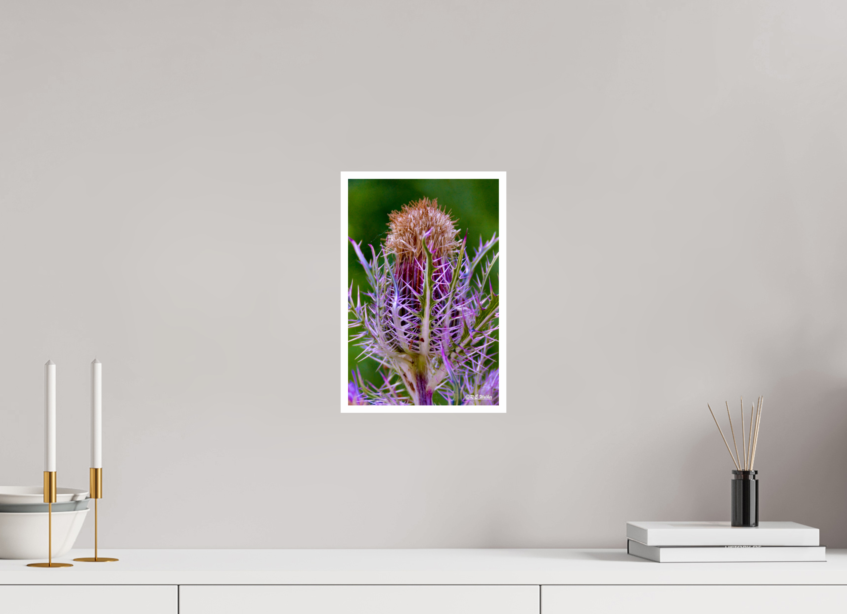 8 x 12″, Print with 0.4in white border Close-up Thistle Flowerhead