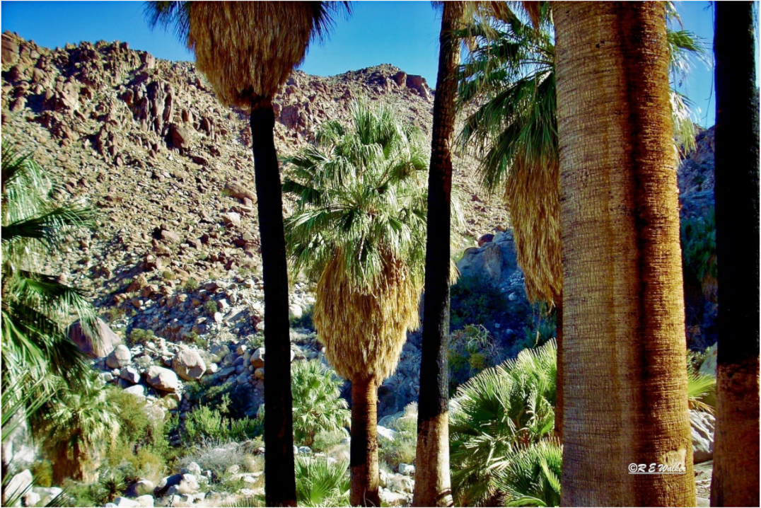 Main image Oasis in Joshua Tree National Park