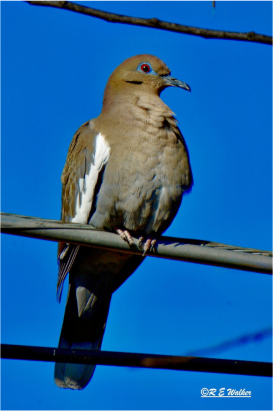 Main image White-Winged Dove