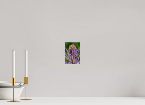 4 x 6″, acrylic-noframe-glossy Close-up Thistle Flowerhead