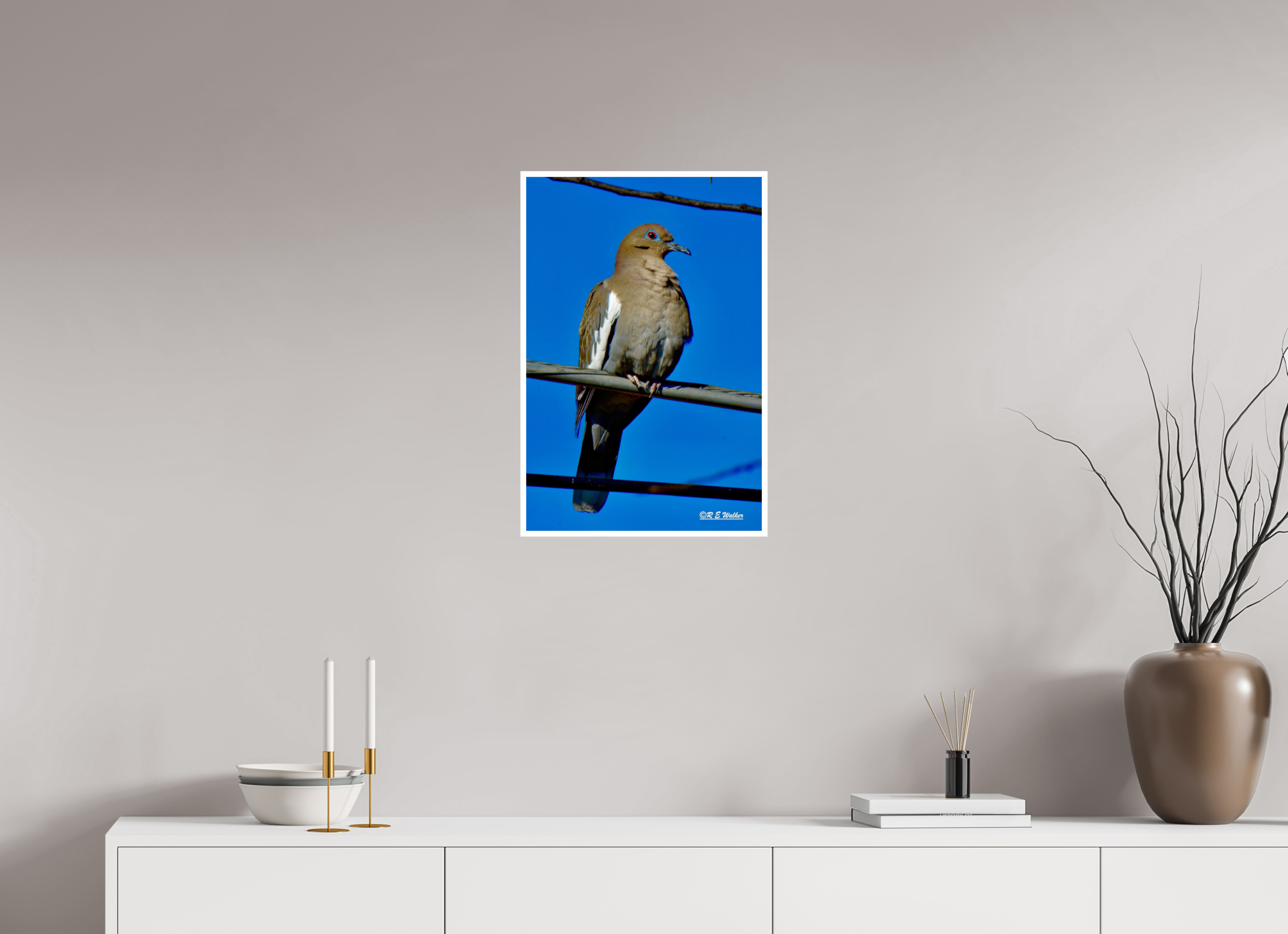 16 x 24″, Print with 0.4in white border White-Winged Dove
