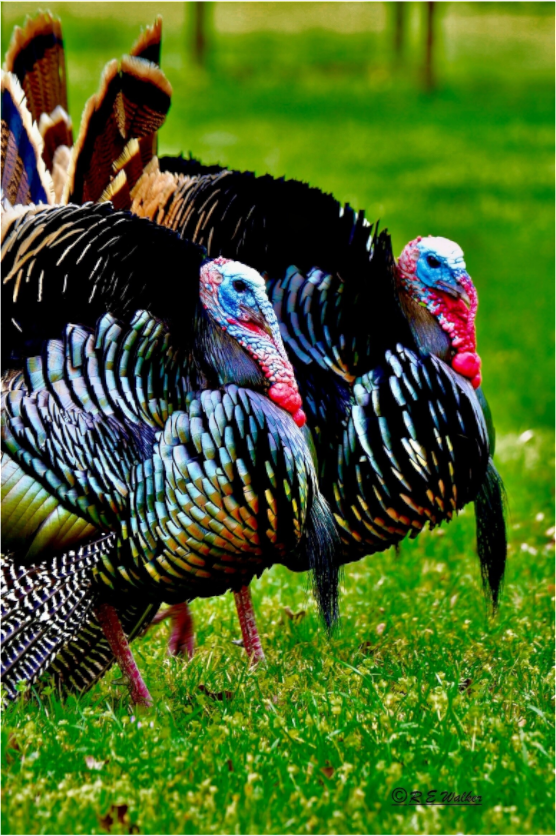 Main image Turkeys