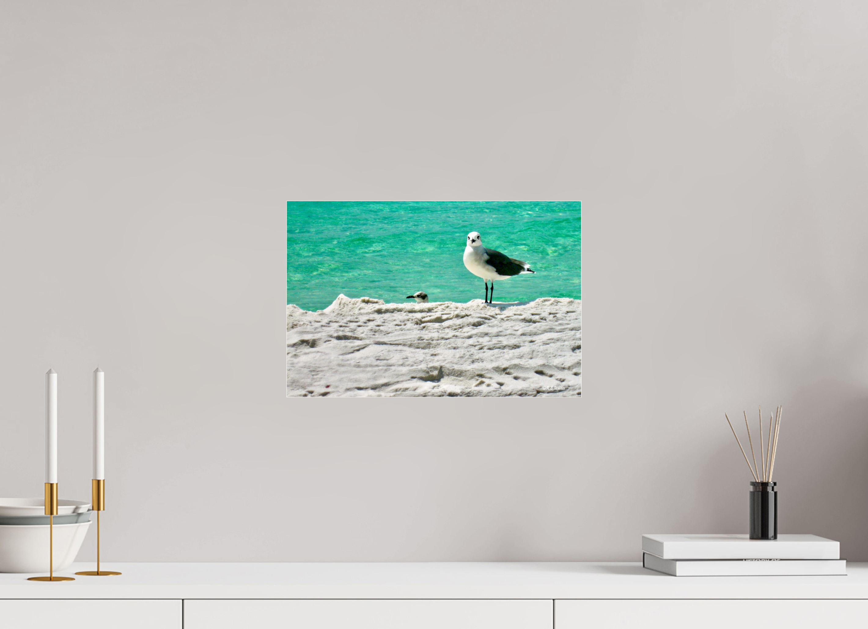 15 x 10″, acrylic-noframe-glossy Laughing Gull