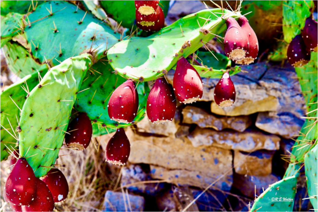 Main image Prickly Pear Texas