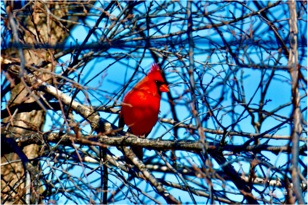 Main image Red Cardinal