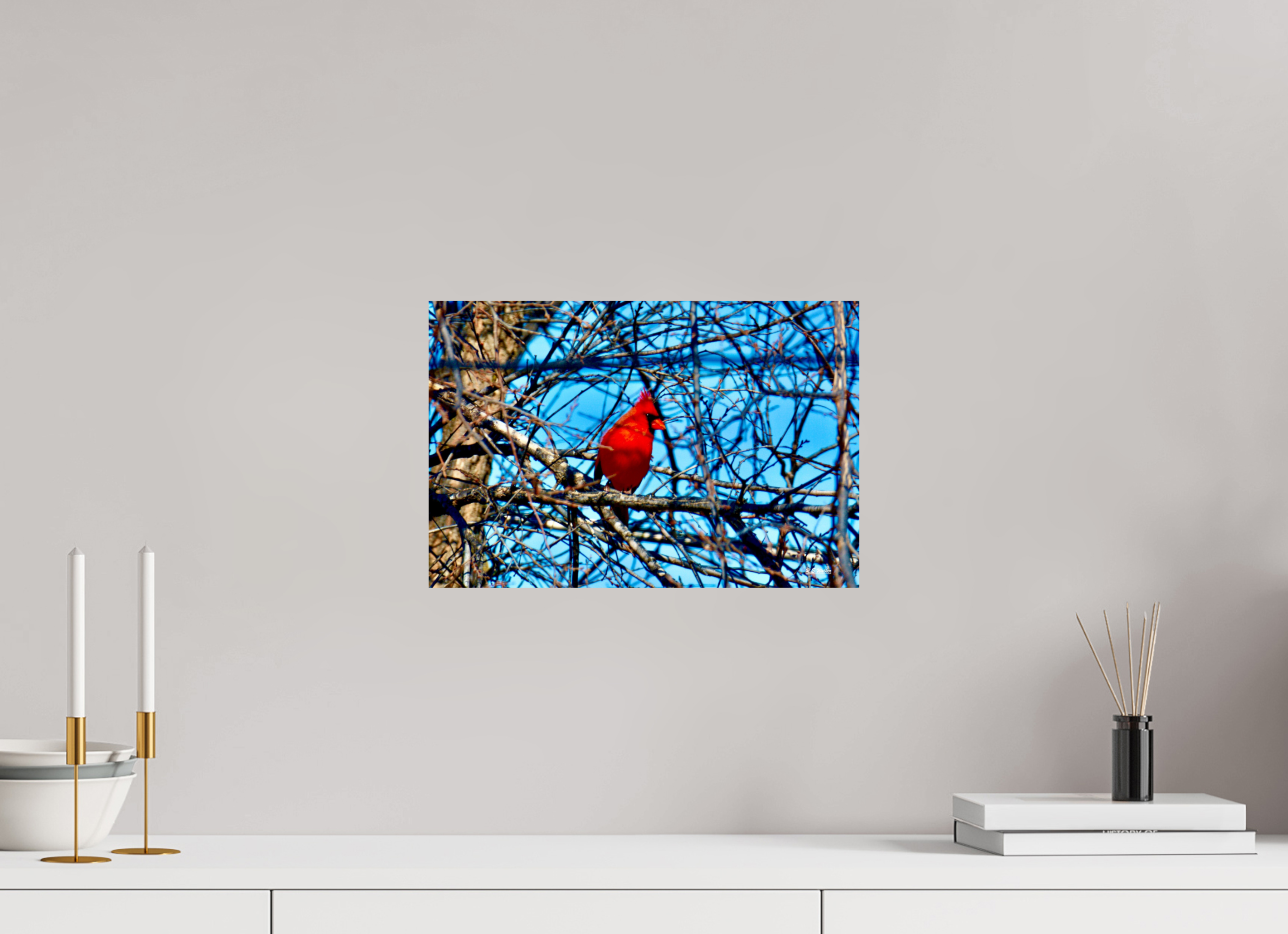 15 x 10″, Glossy Print without border Red Cardinal