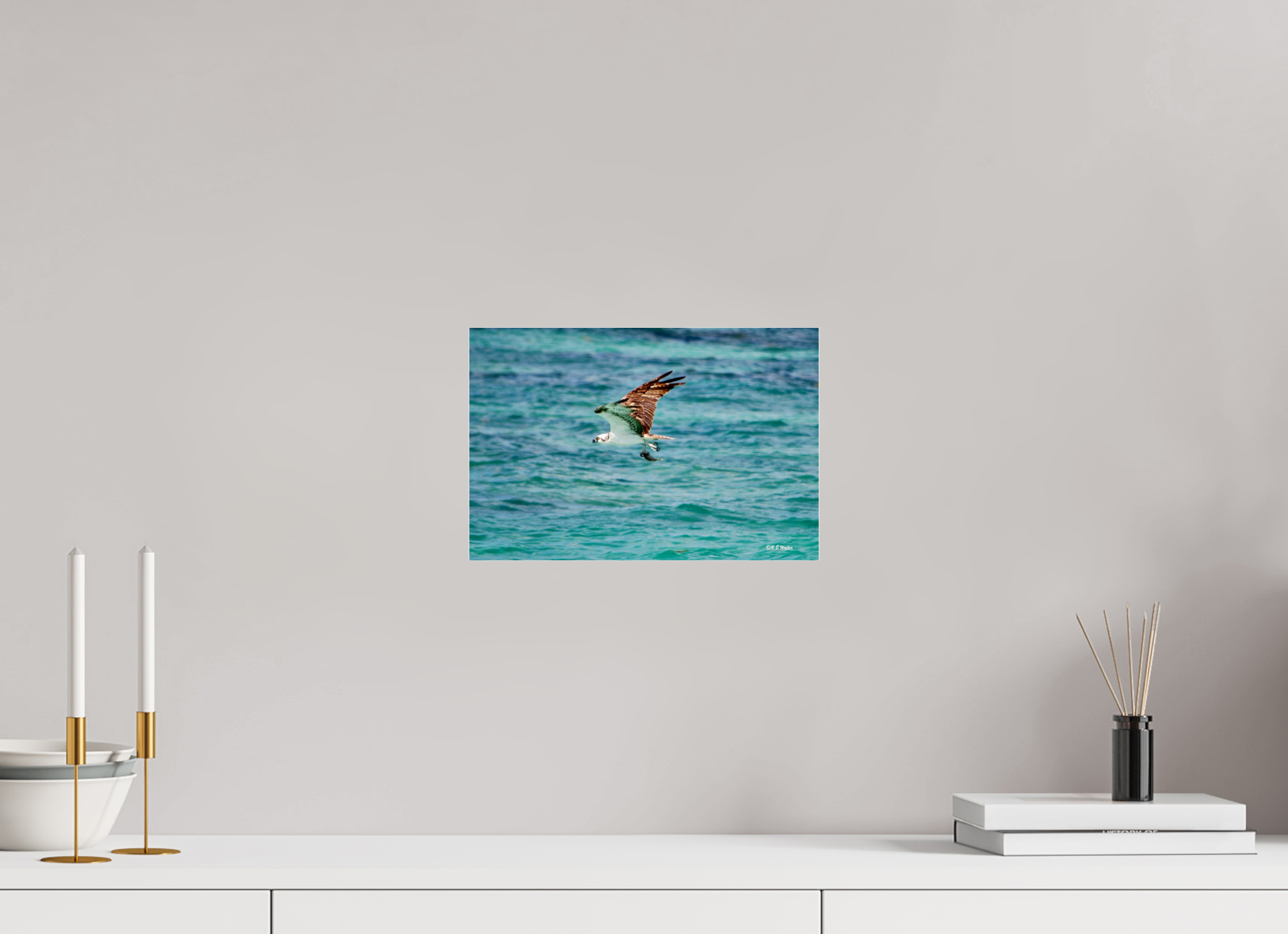 12 x 8″, acrylic-noframe-glossy Seahawk in flight