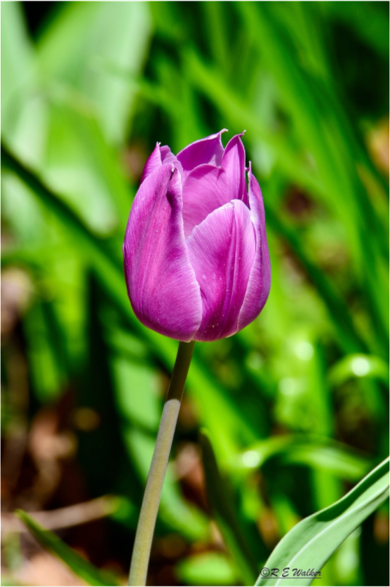 Main image Tulip in Weatherford, Tx