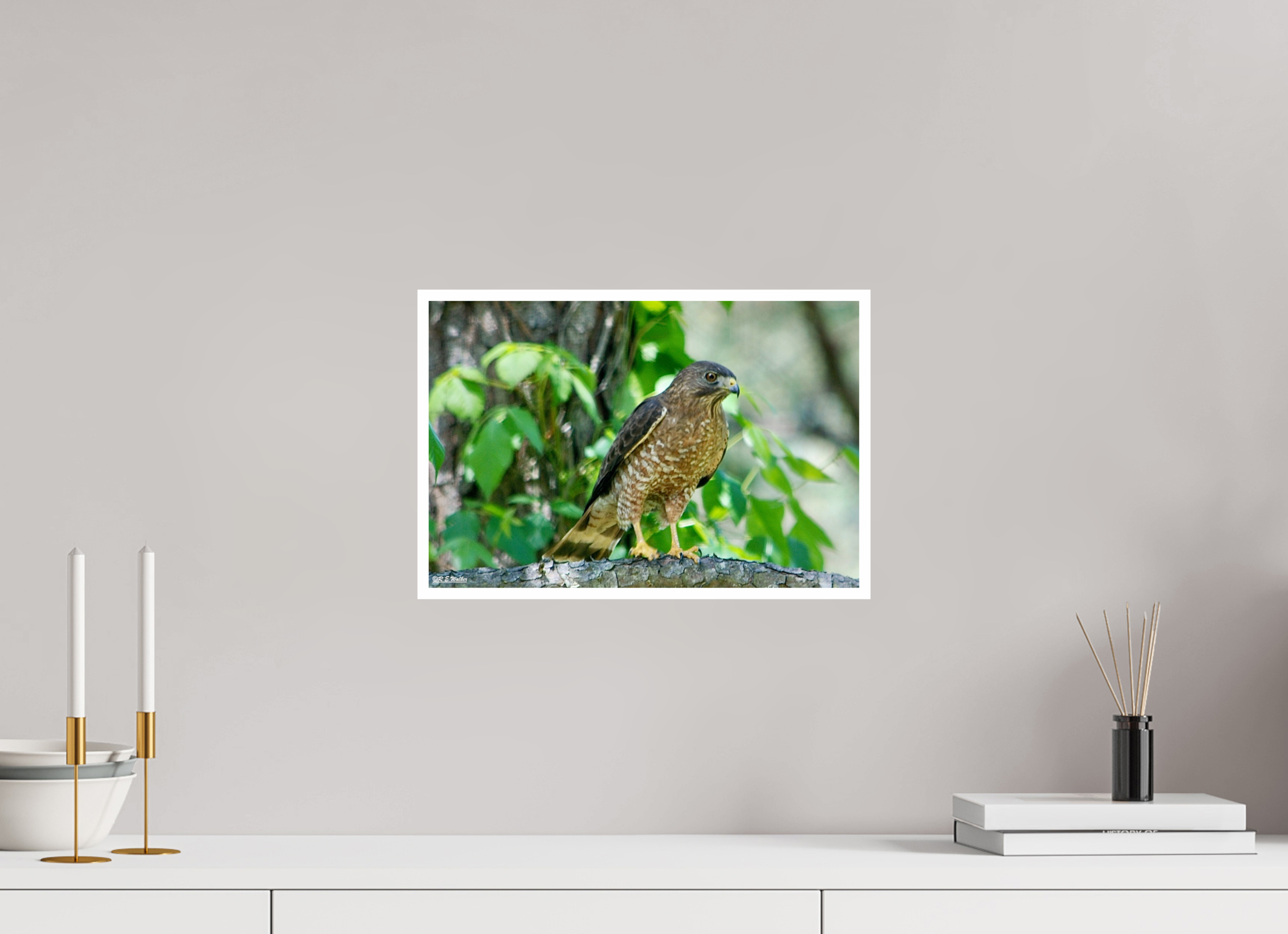 15 x 10″, Print with 0.4in white border Broadwing Hawk