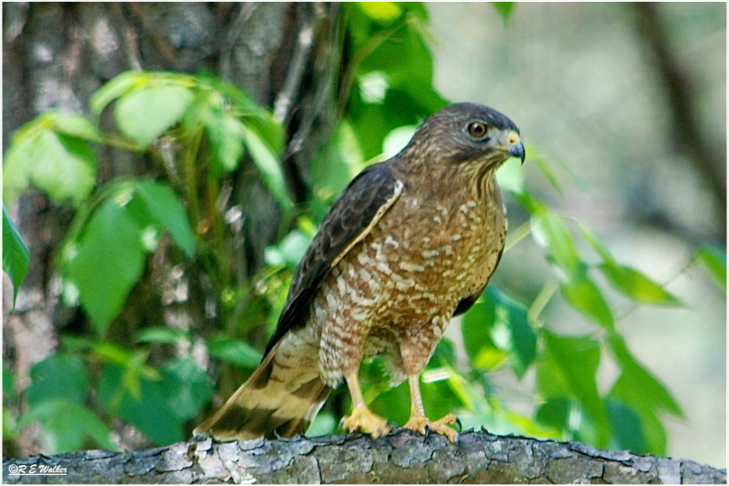 Main image Broadwing Hawk