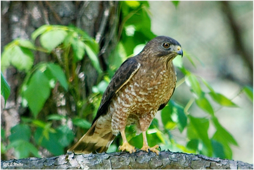 Main image Broadwing Hawk