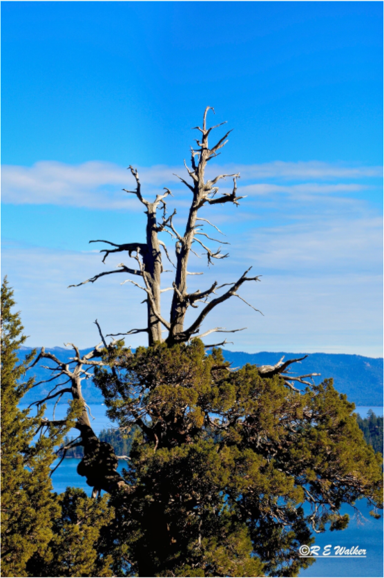 Main image Tree at Lake Tahoe