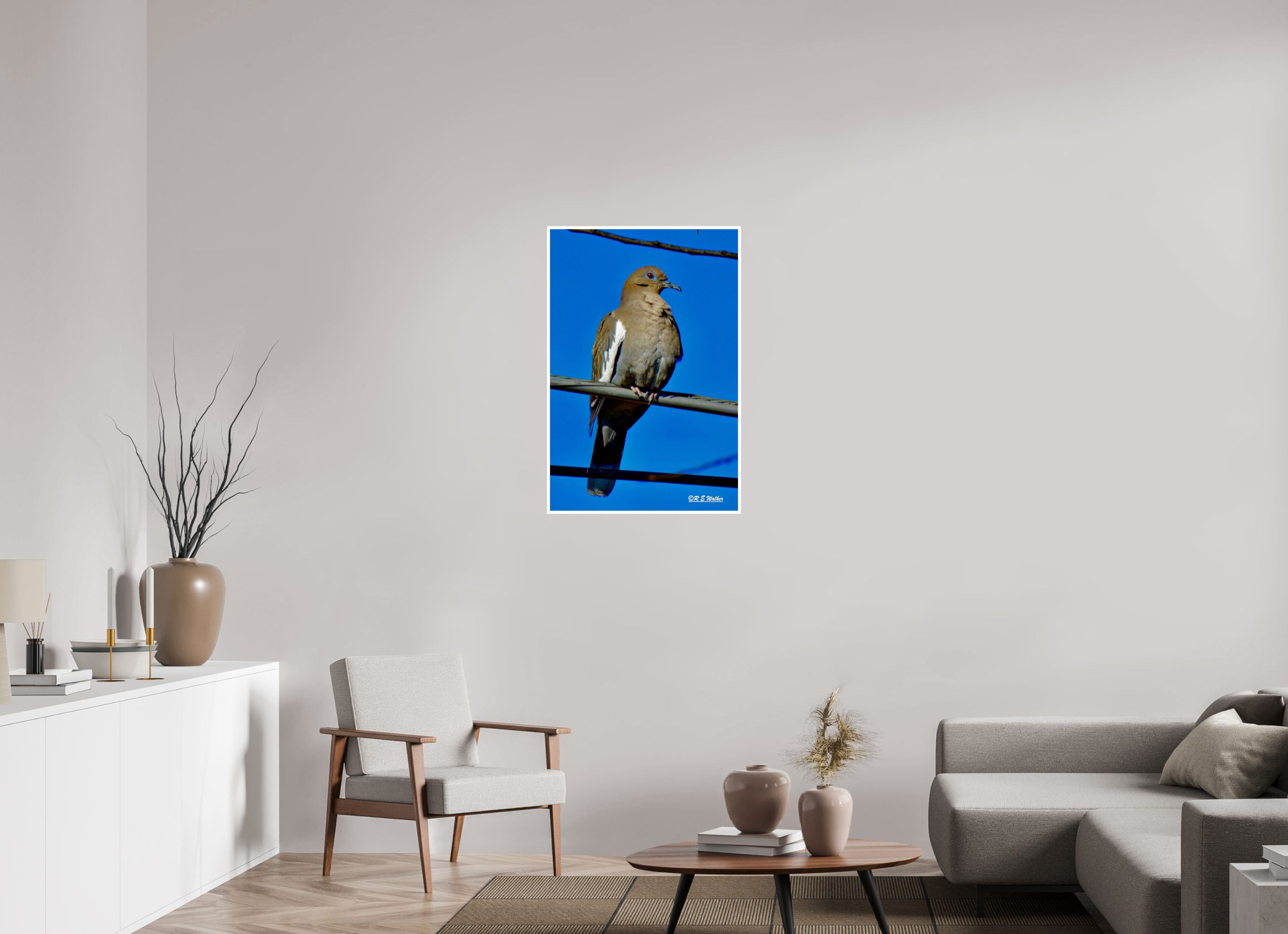 24 x 36″, Print with 0.4in white border White-Winged Dove